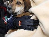 Miracoli animalosi: ecco cane piu' fortunato giappone