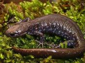 Alghe vivono all'interno delle cellule salamandra