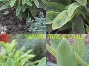 PIANTE AROMATICHE Dolcipensieri