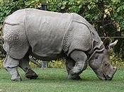 rinoceronte indiano viene fatto emigrare farlo sopravvivere bracconieri