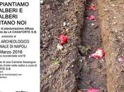 Arte Cose fare Napoli: piantiamo alberi piantano