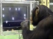 Risparmio gestito, anche scimmie battono gestori. (Seconda ultima parte)