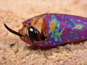 Vespe sfruttano batteri creare antibiotici
