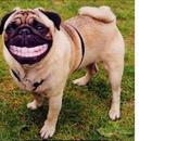 migranti suolo natio, rondini cani compresi