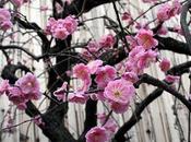Primavera, Hanami Sakuramochi