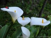 Storie campestri d'amore Positano....