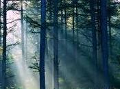 Filiera foresta-legno-energia convegno trento maggio
