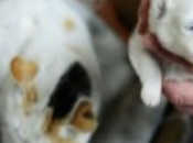 Cina: gatto partorisce un...cane