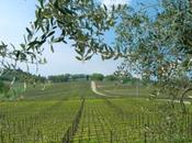Montefalco: territorio piante antiche