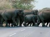 api? Un'idea tenere lontani elefanti campi coltivati