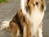 Zoofilia: Uomo accoppia cane!