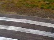 Stupida zebra!