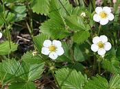 fragaria fiore