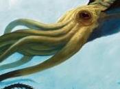 kraken suoi cugini