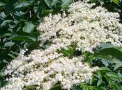 Fiori sambuco: sciroppo