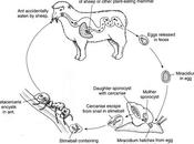 moda, mercato Dicrocoelium Dendriticum