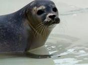 Foca libera corre verso mare (Video)