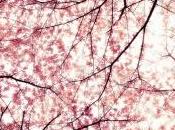 Donato Salzarulo, Dittico delle ceneri