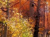 Photo manipolution peter holme