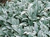 Stachys lanata