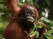 Carta libri: peso dell'editoria italiana sulle foreste Sumatra