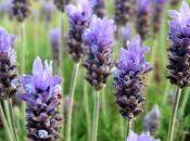 Impacco antiforfora: Iperico Lavanda