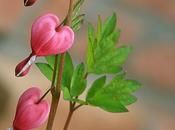 Dicentra Spectabilis Cuor Maria