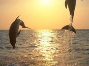 Capri: delfini Faraglioni.