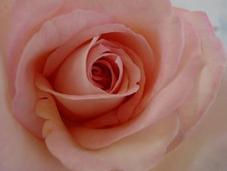 Acqua Rose Tonico alla Rosa Home Made!!