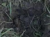 Modena cittadini magrebini arrestati spaccio droga (20.05.11)