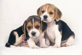 Beagle pericolo: attenzione!