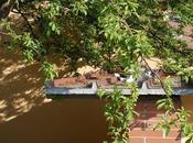 Roba gatti. L'impostore.