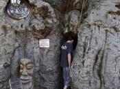 Baobab