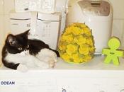 questa gattina ?!?!?