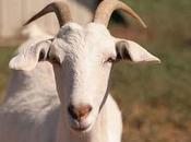 voglio influenzare sondaggio..., ma...