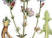Curarsi cicoria selvativa “Cecore reste” (Cichorium intybus