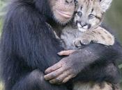 Miracoli animalosi scimapanze' puma
