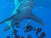 Passi azzardati cubapratica 2005