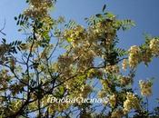 risotto tutto fiorito…