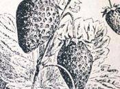 fragole nell’orto