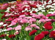 Flowers Time