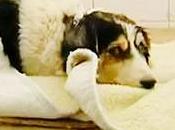 Malta, Cane grave pericolo cerca padrone.