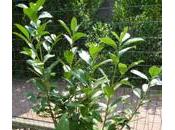 Piantiamo delle nuove aiuole