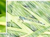 iPiccy: splendido strumento fotoritocco online