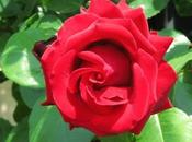 tutti amici senza cervello: grazie