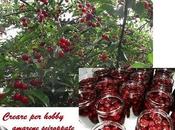 Composte marmellate frutta: Amarene