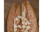 magico baobab: fonte probiotico, immunostimolante, regolatore intestino, glicemia colesterolo