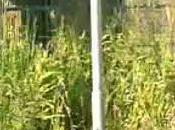 Aversa protesta apertura parco Grassia (01.06.11)