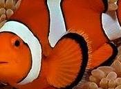 Nemo pericolo danger