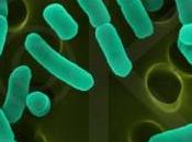 Rischio epidemia E.coli infetta prime vitte Nord Europa